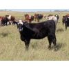 Image 12 : 20/20 Ranching Ltd. - 900# September Delivery Grass Heifers - 210 Head (Midale, SK)