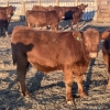 Image 8 : Hawk Ranching - 850# February Weaned Steers - 220 Head (Nanton, AB)