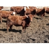 Image 5 : Barfus Farms - 25 Red Replacement Heifers (Cardston, AB)