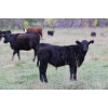 Image 4 : Cam Taylor/Trevor Campbell - 515# November Delivery Steer Calves - 170 Head (Wolseley, SK)