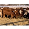 Image 3 : Jason Szymanek - 780# January Delivery Steers - 80 Head (Stauffer, AB)