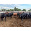 Image 5 : Chipping Hill Cattle Co. - 975# September Delivery Steers - 126 Head (MacGregor, MB)