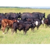 Image 10 : Calvin Rydzik - 625# November Delivery Steer Calves - 100 Head (Glenavon, SK)