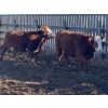Image 11 : Kelndorfer Farms - 34 2nd & 3rd Calf Red/RBF/RWF Bred Cows (Killam, AB)