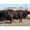 Image 4 : VR Livestock - 700# May Delivery Steers - 79 Head (Tessier, SK)