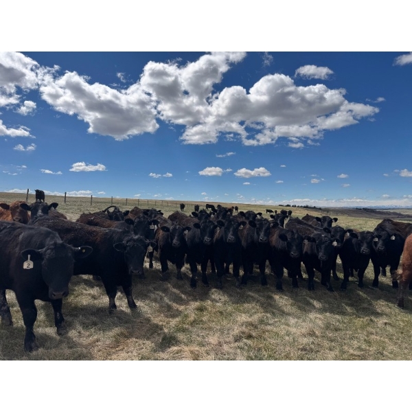 Carter Morison - 1130# July Delivery Grass Steers - 110 Head (Airdrie, AB)