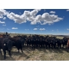 Image 1 : Carter Morison - 1130# July Delivery Grass Steers - 110 Head (Airdrie, AB)
