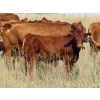 Image 5 : Wadella Ranch - 675# October Steer Calves - 180 Head (Kipling, SK)