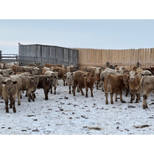 Franklin Cattle Co. - 680# February Delivery Steers - 140 Head (Grenfell, SK)