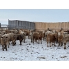Image 1 : Franklin Cattle Co. - 680# February Delivery Steers - 140 Head (Grenfell, SK)