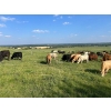 Image 10 : Turtleview Livestock - 870# September Delivery Grass Heifers - 68 Head (Goodlands, MB) VBP+