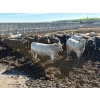 Image 3 : 6U Cattle Company - 1010# June Delivery Steers - 62 Head (Manning, AB) VBP+