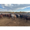 Image 6 : Box Anchor Farms - 950# March Delivery Weaned Heifers - 260 Head (Dewberry, AB)