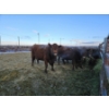 Image 9 : Westwick Ranching - 7 Red 3rd Calvers (Pen 509)