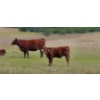 Image 5 : OK Ranch - 570# October Delivery Heifer Calves - 90 Head (Big Bar, BC)