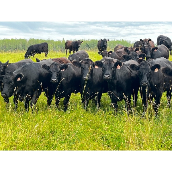 Eastligt Farms - 55 Black Angus X April Calving Bred Heifers (Jarvie, AB)