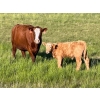 Image 2 : Border View Ranch - 580# October Delivery Steer Calves - 75 Head (Coronach, SK)