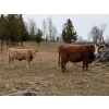 Image 4 : Silver Springs Ranch - 660# October Delivery Steer Calves - 90 Head (Kamloops, BC) 