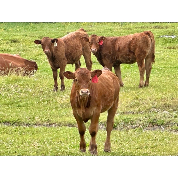 Luke Ball & Family - 560# November Delivery Heifer Calves - 110 Head (Millarville, AB)