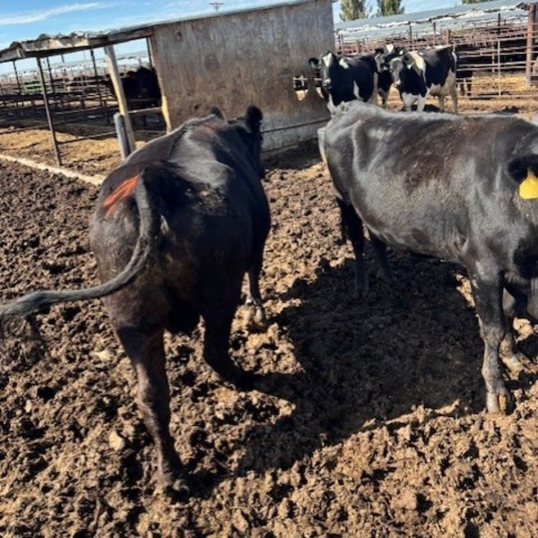 Idaho Dairies/Ranches - 11 Cows (Burley, ID)