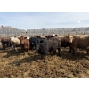 Image 5 : Rice Farms - 960# April Delivery Steers - 122 Head (Lacombe, AB)