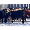 Image 1 : WWM Farms - 865# March Delivery Steers - 50 Head (Thorhild, AB)