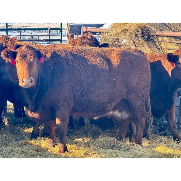 Resch Ranch - 12 Middle-Aged Cows (Pen 516)