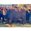 Image 1 : Resch Ranch - 12 Middle-Aged Cows (Pen 516)
