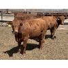 Image 10 : Lone Star Cattle Co. - 980# June Delivery Heifers - 215 Head (Strathmore, AB)