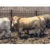 Image 2 : Brandt Boys Inc. - 1000# June Delivery Heifers - 125 Head (Tolstoi, MB)
