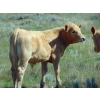Image 7 : Stadnicki Cattle - 640# October Delivery Steer Calves - 90 Head (Jenner, AB)