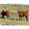 Image 3 : Jones Hereford Ranch - 690# October Delivery Steer Calves - 82 Head (Balzac, AB)