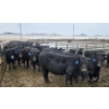 Image 6 : Franz Land & Cattle - 760# March Delivery Heifers - 98 Head (Medicine Hat, AB)