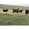Image 7 : McDougald Ranch Ltd. - 820# August Delivery Grass Heifers - 75 Head (Maple Creek, SK)