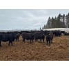 Image 2 : Terry Hines Livestock - 23 December Delivery Black Angus/Simmental X Bred Heifers (Marwayne, AB)