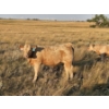 Image 5 : Bruce & Derek Christensen - 680# November Delivery Heifer Calves - 80 Head (Rainier, AB)