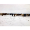 Image 8 : Merrick Campbell Herd Dispersal - 32 Mature Bred Cows (Calahoo, AB) VBP+