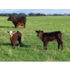 Image 8 : Knapp Farms - 500# November Delivery Heifer Calves - 100 Head (Southey, SK)