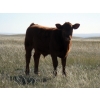 Image 5 : Crooked Tree Ranch - 610# October Steer Calves - 125 Head (Jenner, AB)