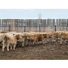 Image 1 : Lowe Ranches - 698# December Delivery Weaned Steers - 92 Head (Nanton, AB)