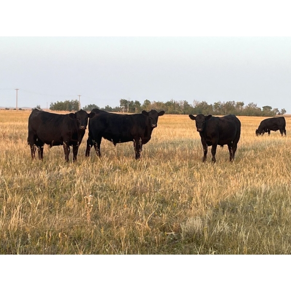 Kirk Goldsmith - 1020# September Delivery Grass Steers - 61 Head (Veteran, AB)