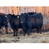 Image 3 : Cornerglen Ranching (McNeil) - 10 Black Simm/Angus X April/May Calving Bred Heifers (Crestomere, AB)