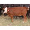 Image 3 : Storle Farms Ltd. - 570# October Delivery Heifer Calves - 45 Head (Lake Alma, SK)