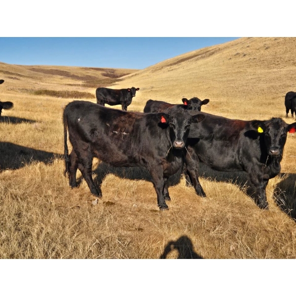 Creekstone Ranching (Tracey Pierson) - 11 Prime Cut Black Heifers (Pen 337-339)