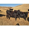 Image 1 : Creekstone Ranching (Tracey Pierson) - 5 BLK Heifers (Pen 333-335)