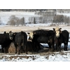 Image 1 : Nelson Creek Ranch - 21 BBF/BWF Replacement Heifers (Claresholm, AB)