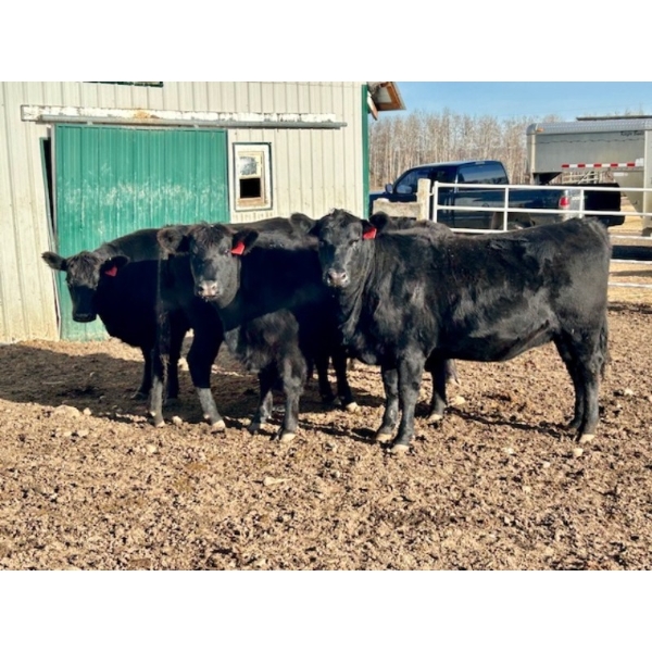 Cornerglen Ranching (Deschamps) - 5 Black Angus April/May Calving Bred Heifers (Crestomere, AB)