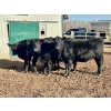 Image 1 : Cornerglen Ranching (Deschamps) - 5 Black Angus April/May Calving Bred Heifers (Crestomere, AB)