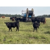 Image 3 : Wray Ranches - 550# Steer Calves - 80 Head (Irricana, AB) VBP+