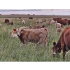 Image 15 : J&E Farms Ltd. - 650# November Delivery Steer Calves - 80 Head (Tilley, AB)
